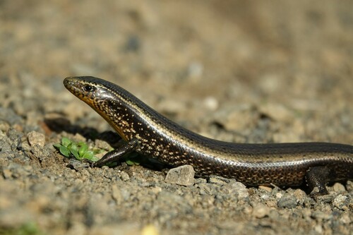 Gran Canaria Skink