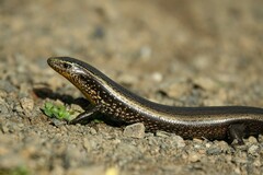 Gran Canaria Skink photo 4