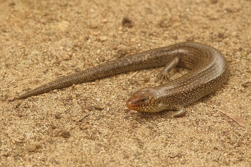 Multiscaled Skink, Chalcides polylepis