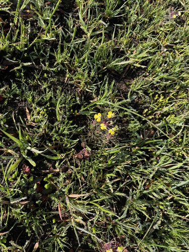 iNaturalist observation photo of butter-and-eggs