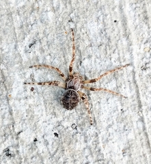 Larinioides sclopetarius
