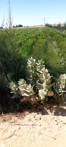 giant milkweed