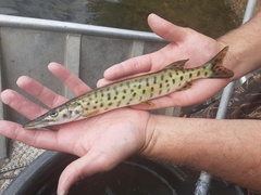 Muskellunge photo 3