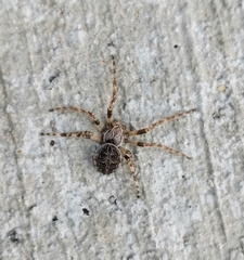 Larinioides sclopetarius