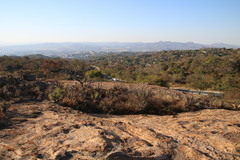 Xerophyta retinervis