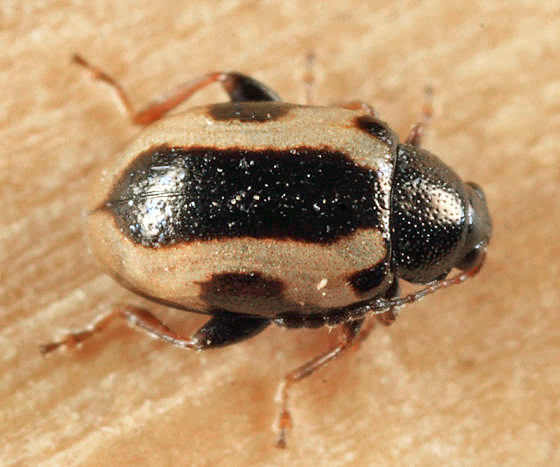 Phyllotreta liebecki