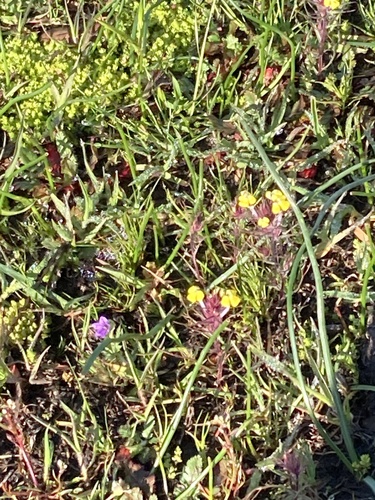 iNaturalist observation photo of butter-and-eggs