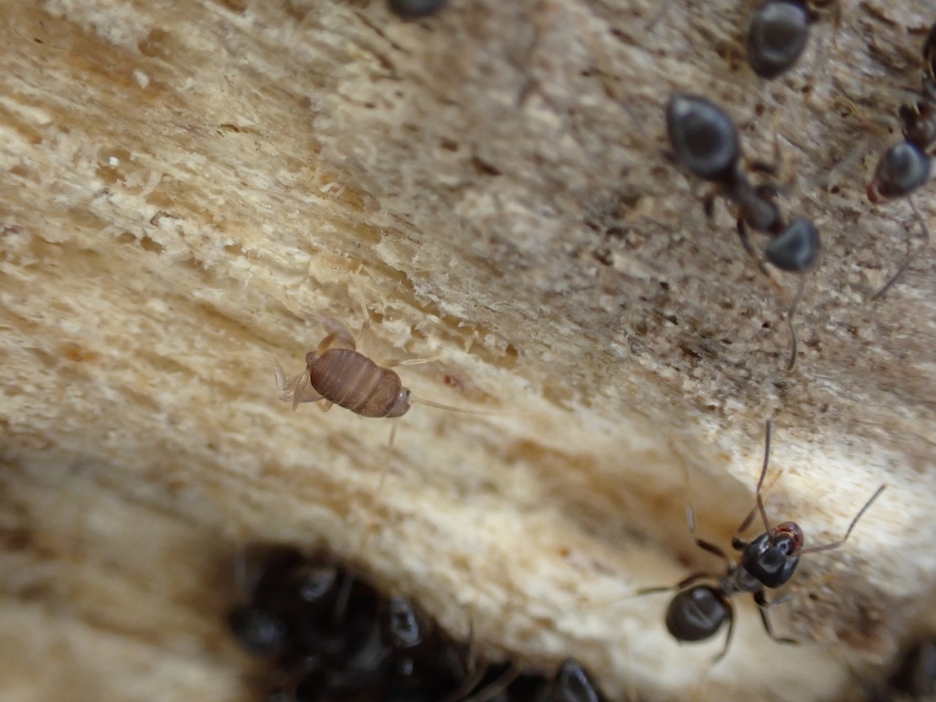 Myrmecophilus sapporensis