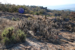 Xerophyta retinervis