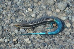 Gran Canaria Skink photo 5