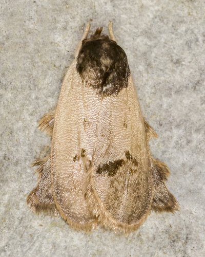 Stenoma sublimbata · iNaturalist