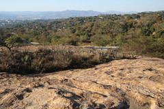 Xerophyta retinervis