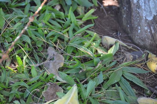 Plantago lanceolata observed 2023-03-07