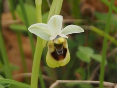 Ulysses orchid (Ophrys ulyssea)
