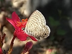 Leptotes marina