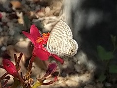 Leptotes marina