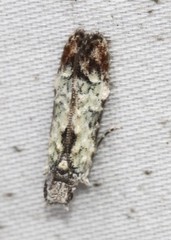 Hypatima
