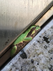 Hyla japonica