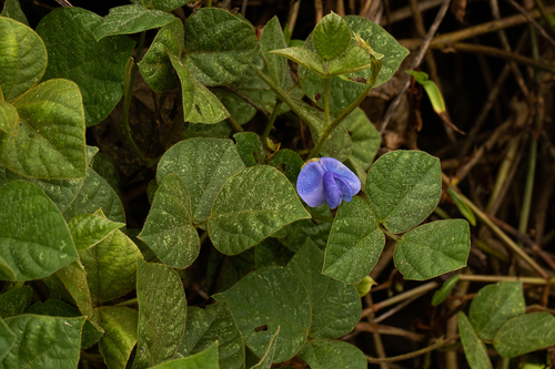 Vigna gazensis image