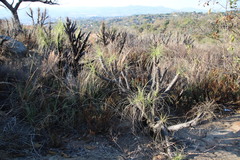 Xerophyta retinervis