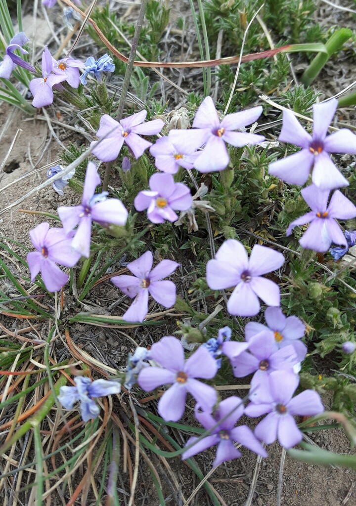 Tufted phlox (Phlox caespitosa)