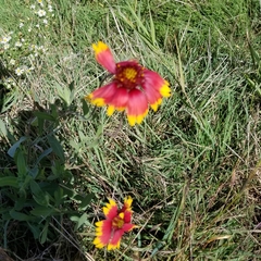 Gaillardia × grandiflora