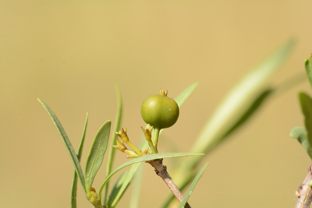 Pavetta zeyheri middelburgensis from Nkangala District Municipality ...