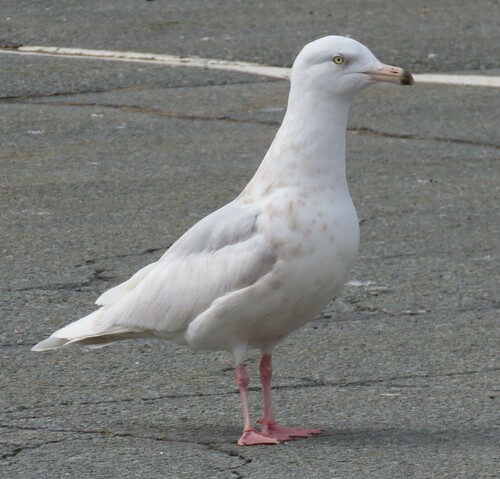 Glaucous Gull｜白翅银鸥 参考照片