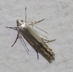 Xyloryctidae
