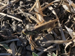 Melanoplus sanguinipes