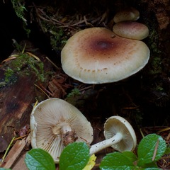 Pholiota decorata