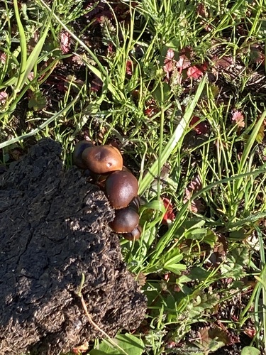 iNaturalist observation photo of dung-loving Deconica