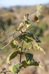 Combretum molle