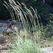 Fire Reedgrass - Photo (c) 2002 Dean Wm. Taylor, some rights reserved (CC BY-NC-SA)