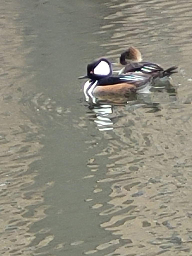 Hooded Merganser from West Fens, Boston, MA, USA on March 17, 2023 at