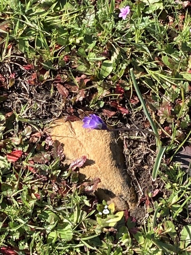 iNaturalist observation photo of Brodiaea subfamily