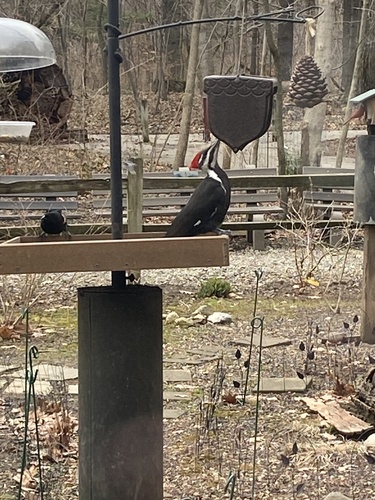 Northern Pileated Woodpecker photographed in Indiana