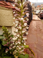 Acanthus mollis