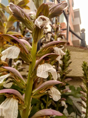Acanthus mollis