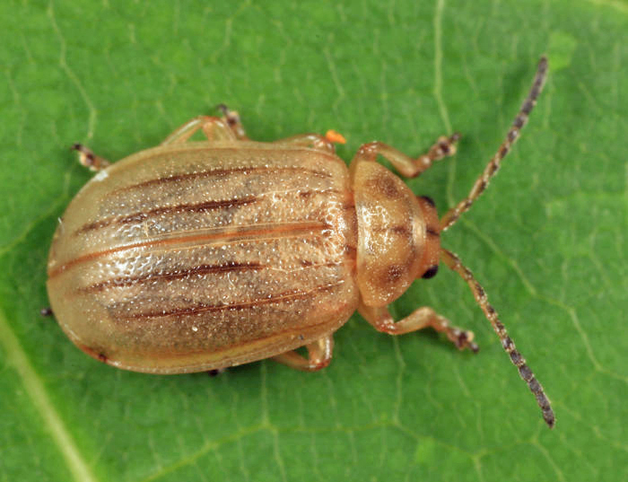 Ophraella cribrata