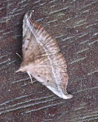 Corgatha ancistrodes