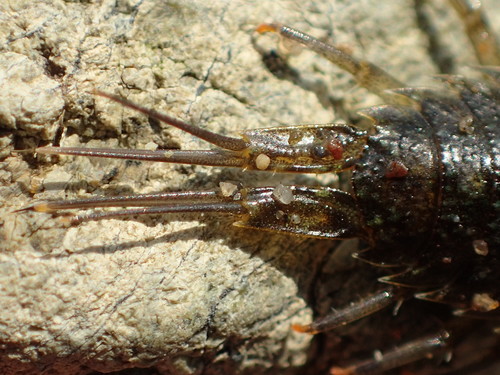 Western Sea Slater, photo 10 of 10