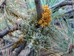 Arceuthobium campylopodum