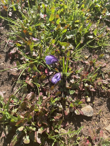 iNaturalist observation photo of vernal pool blue dicks