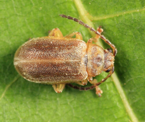 Tricholochmaea decora