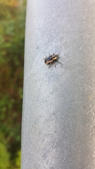 Eudiagogus rosenschoeldi