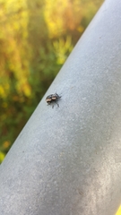 Eudiagogus rosenschoeldi