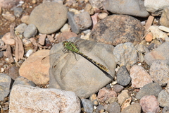 Erpetogomphus crotalinus