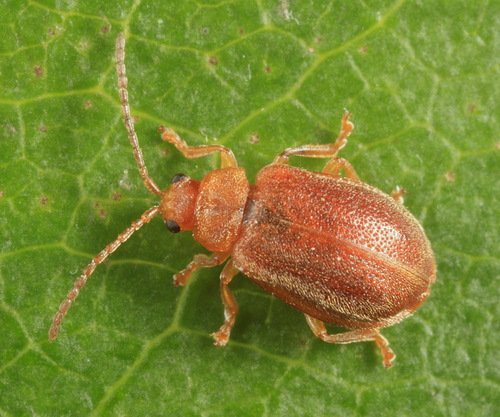 Tricholochmaea vaccinii thumbnail