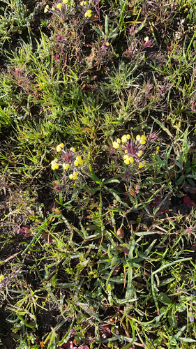 iNaturalist observation photo of butter-and-eggs